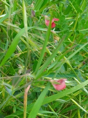 Lathyrus cicera