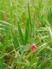 Lathyrus cicera