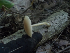 Pluteus semibulbosus