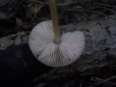 Pluteus semibulbosus