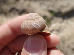 Xerarionta intercisa