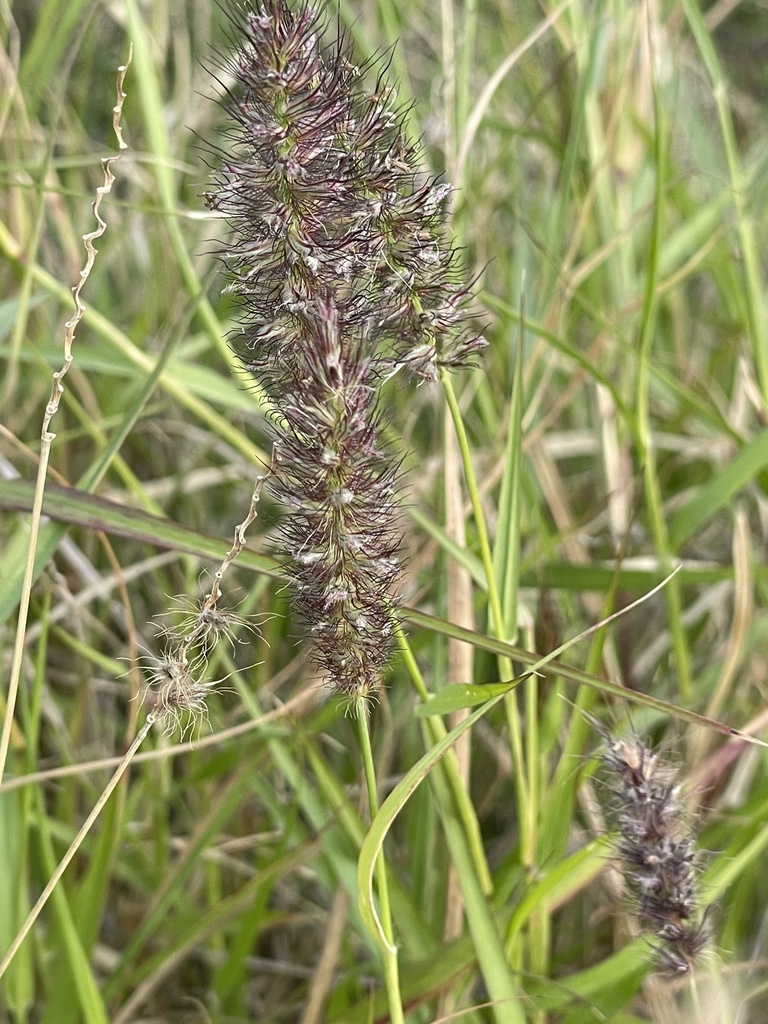 Beffelgrass buffelgrass from Carretera Tecate-Ensenada, Ensenada, B.C., MX on ...