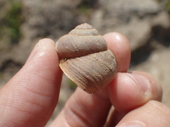 Xerarionta intercisa