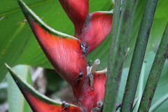 Leptoscelis tricolor