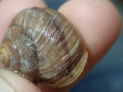 Xerarionta intercisa