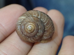 Xerarionta intercisa