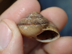 Xerarionta intercisa