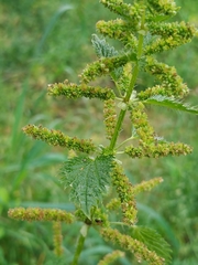 Urtica membranacea