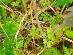 Urtica membranacea