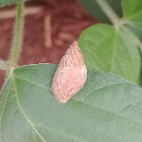 Bulimulus tenuissimus