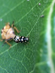 Brachiacantha decempustulata