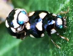 Brachiacantha decempustulata