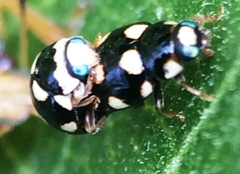 Brachiacantha decempustulata