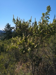 Escallonia pulverulenta