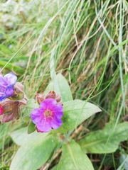 Pulmonaria officinalis
