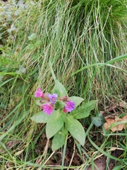 Pulmonaria officinalis