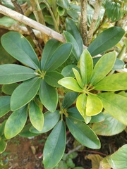 Schefflera arboricola image