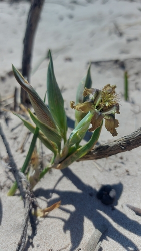 Ferraria divaricata