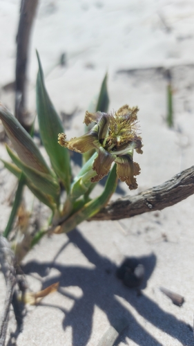 Image of Ferraria divaricata by (c) Jacques van der Merwe, some rights reserved (CC BY-SA)