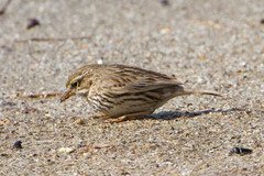 Passerculus sandwichensis rostratus
