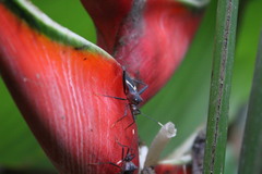Leptoscelis tricolor