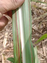 Mancha-aquosa (Acidovorax avenae subsp. citrulli)