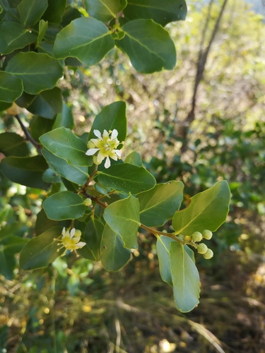 Quillajaceae
