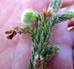Erica sparrmanni
