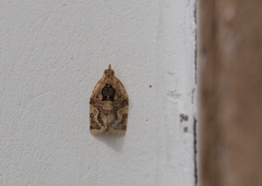 Adoxophyes privatana