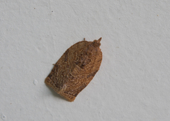 Adoxophyes privatana