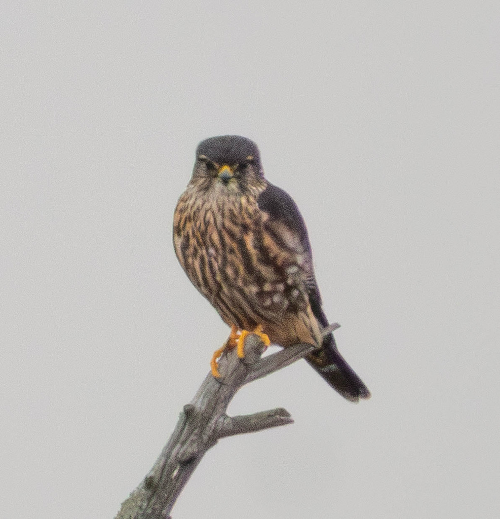 Merlin from Wakeley Lake, Grayling Township, MI 49738, USA on November