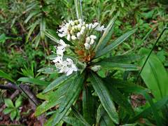 Rhododendron hypoleucum
