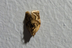 Adoxophyes privatana