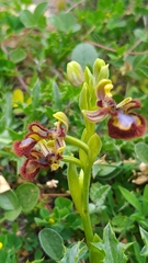 Ophrys speculum speculum