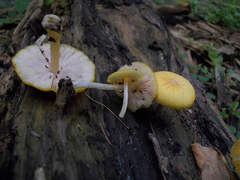 Pluteus chrysophaeus