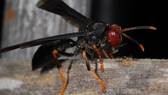 Polistes erythrocephalus