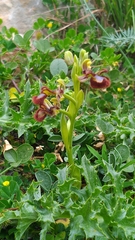 Ophrys speculum speculum