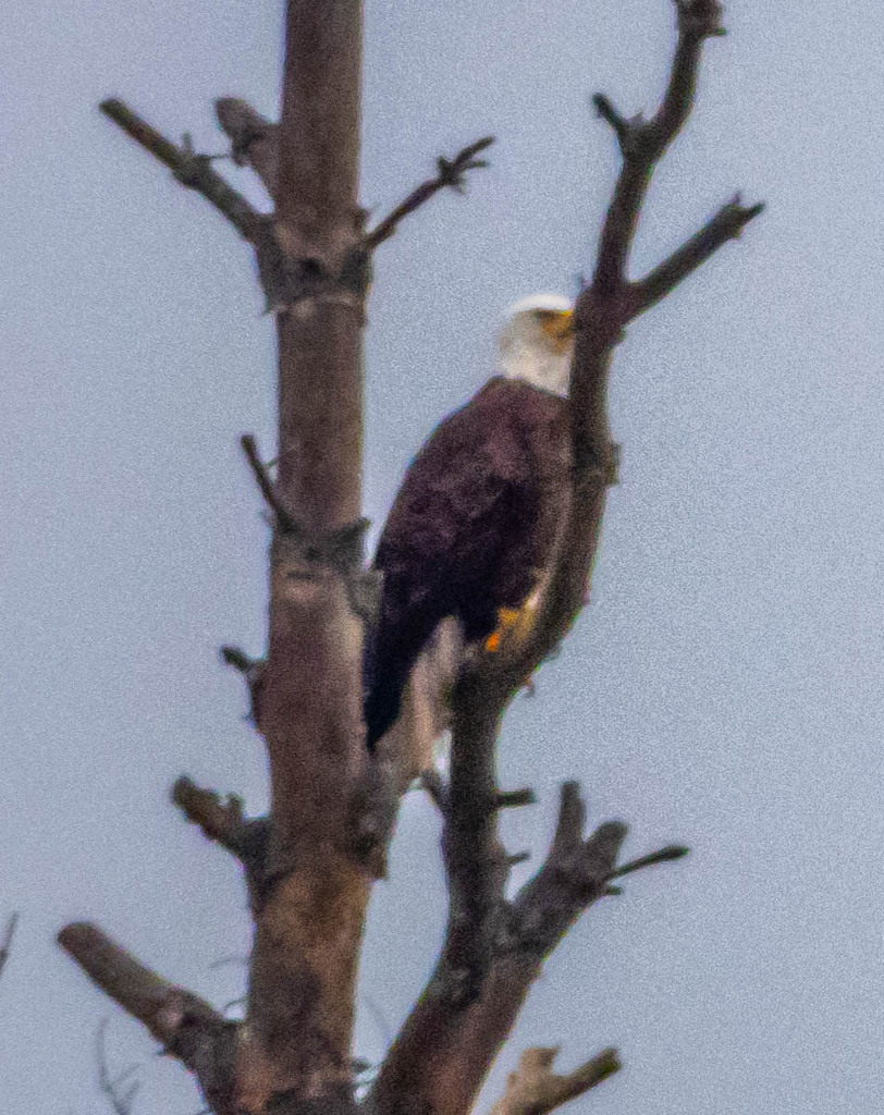 Bald Eagle from Wakeley Lake, Grayling Township, MI 49738, USA on November 3, 2023 at 0824 AM
