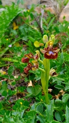 Ophrys speculum speculum