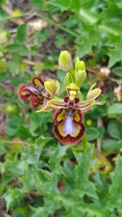 Ophrys speculum speculum