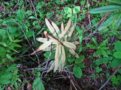 Rhododendron hypoleucum