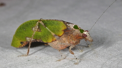 Pycnopalpa bicordata