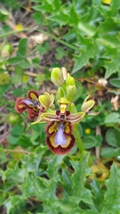 Ophrys speculum speculum