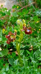 Ophrys speculum speculum