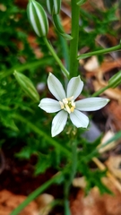 Ornithogalum