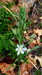 Ornithogalum
