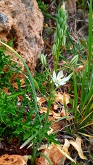 Ornithogalum