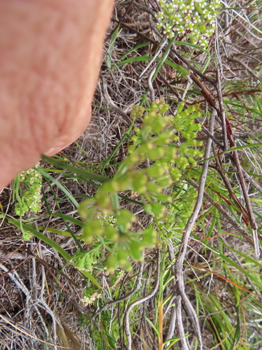 Image of Itasina filifolia by (c) linkie, some rights reserved (CC BY)