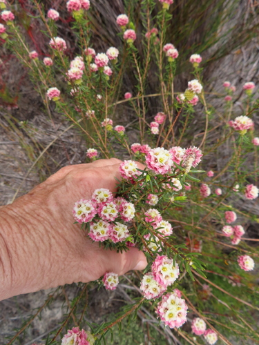 Image of Lachnaea densiflora by (c) linkie, some rights reserved (CC BY)