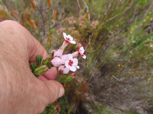Image of Erica ampullacea by (c) linkie, some rights reserved (CC BY)